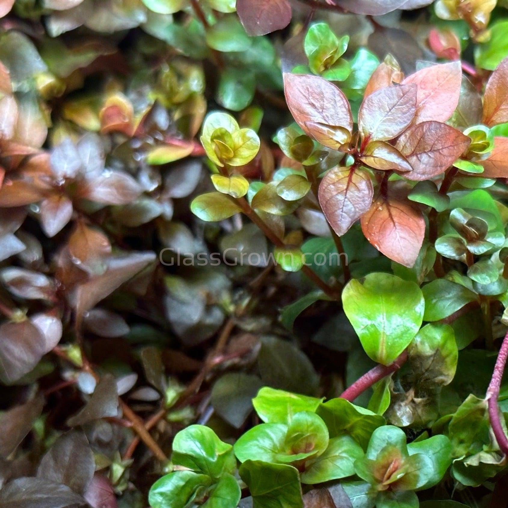 Potted Ludwigia Natans Super Red Mini