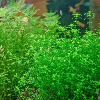 Potted Pearlweed