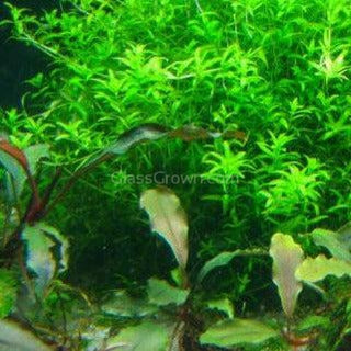 Potted Pearlweed