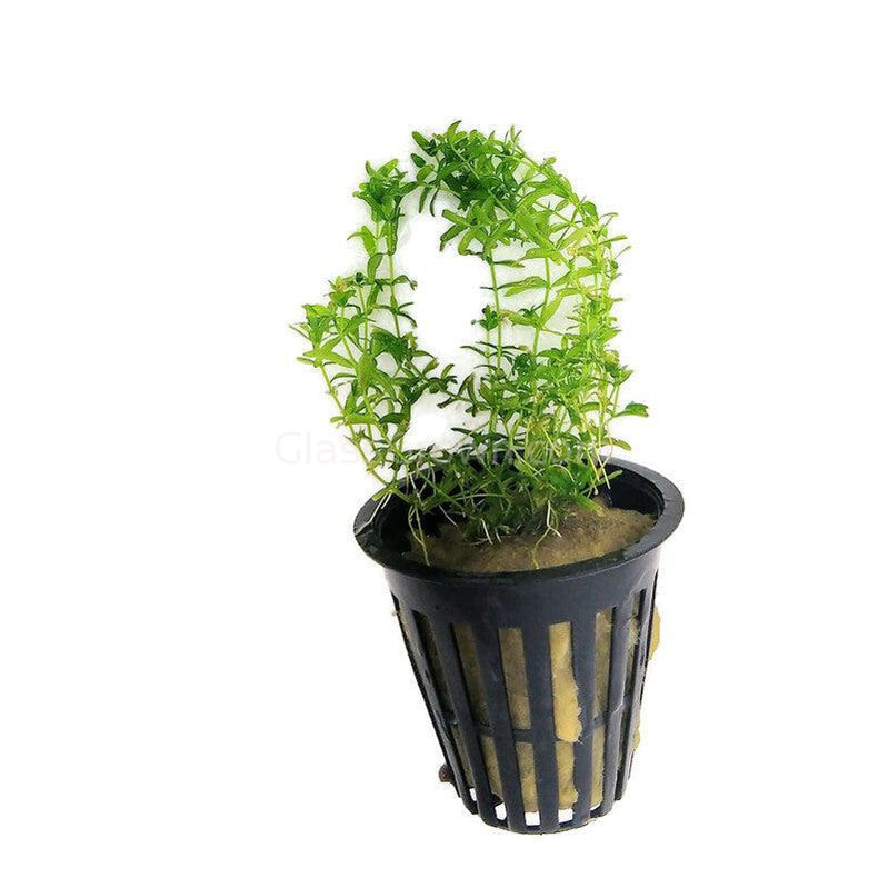 Potted Pearlweed