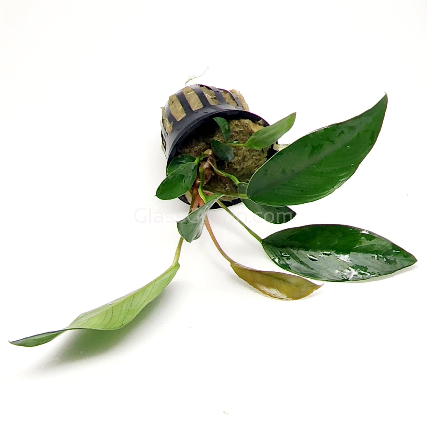 Potted Anubias Frazeri