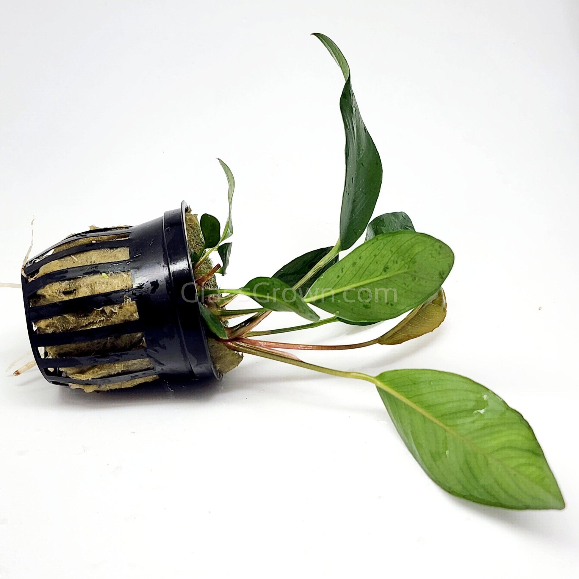 Potted Anubias Frazeri