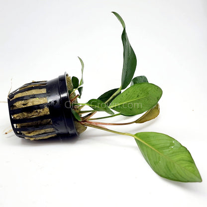 Potted Anubias Frazeri