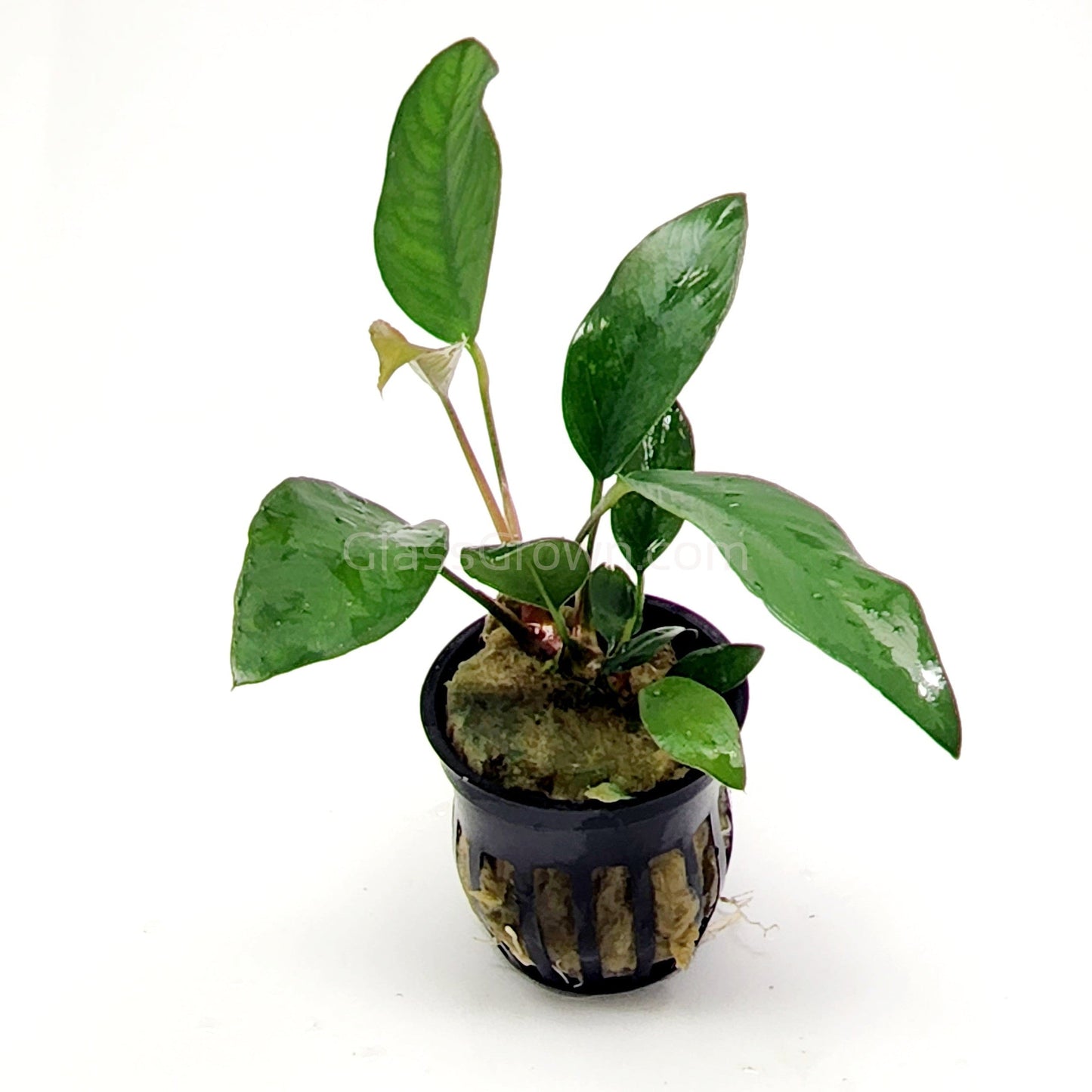 Potted Anubias Frazeri