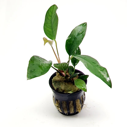 Potted Anubias Frazeri