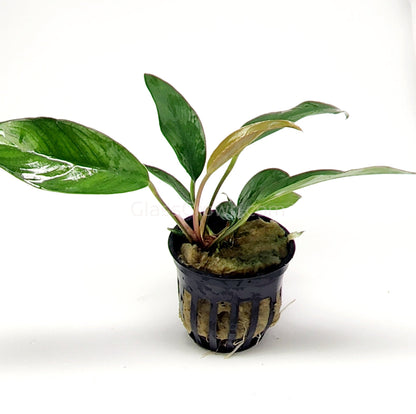 Potted Anubias Frazeri