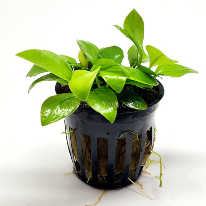 Potted Anubias Nana Gold