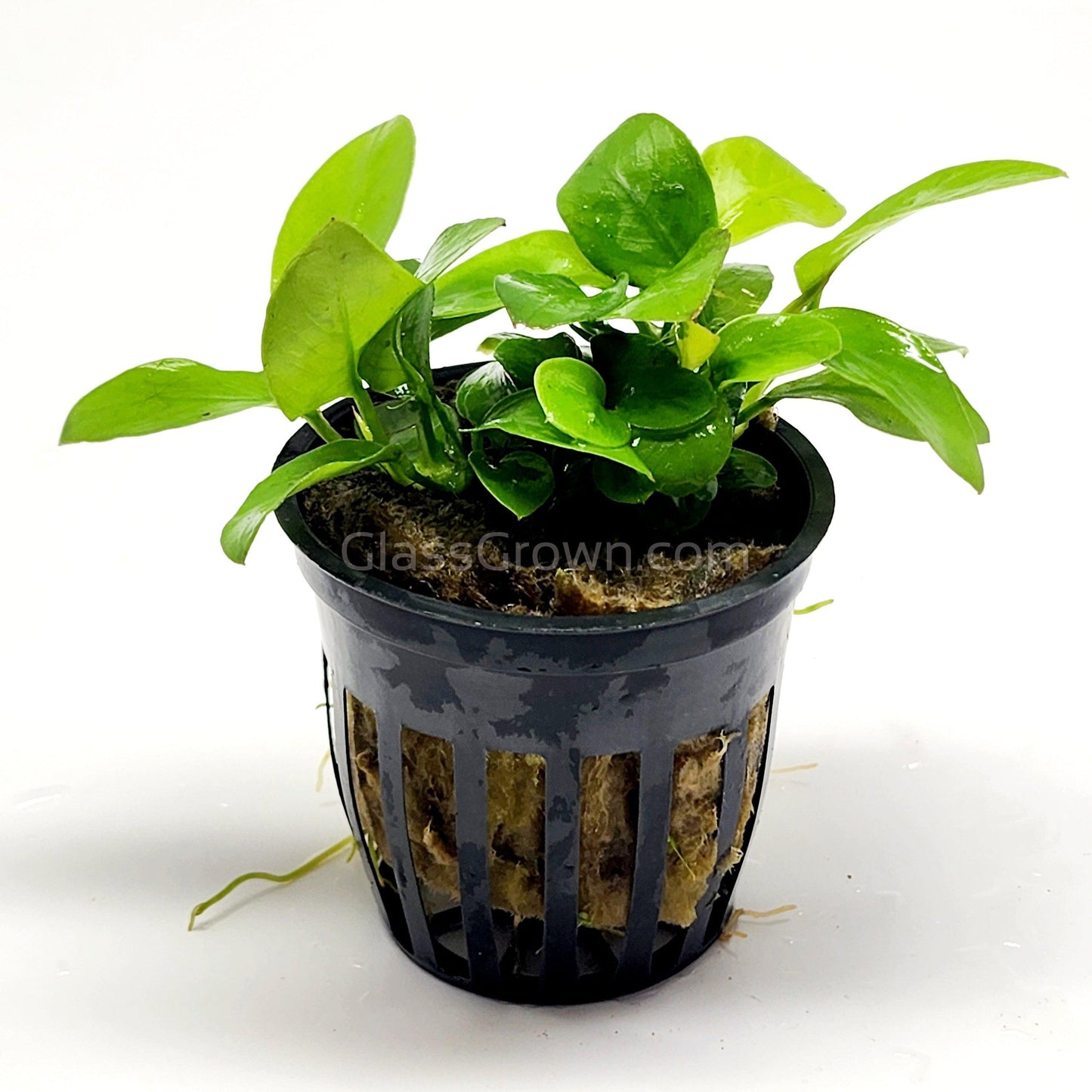 Potted Anubias Nana Gold