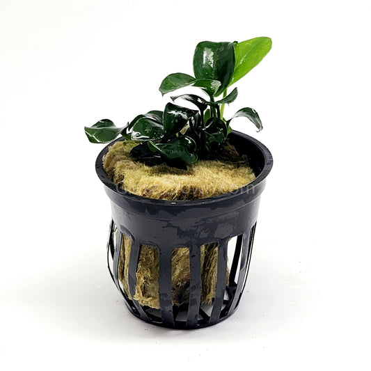 Potted Anubias Nana Petite