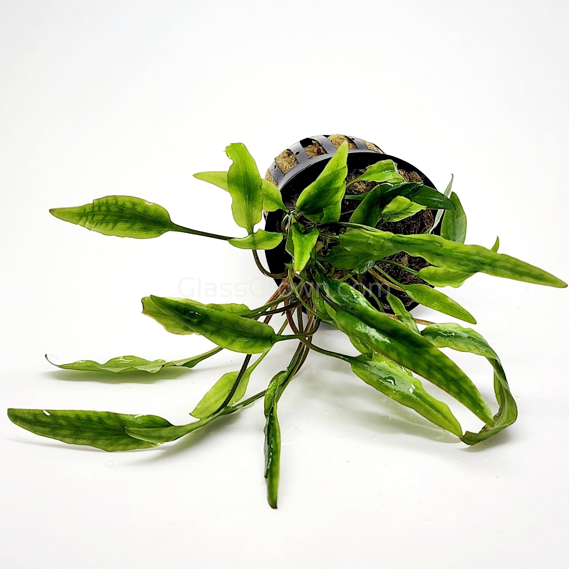 Potted Cryptocoryne Lutea