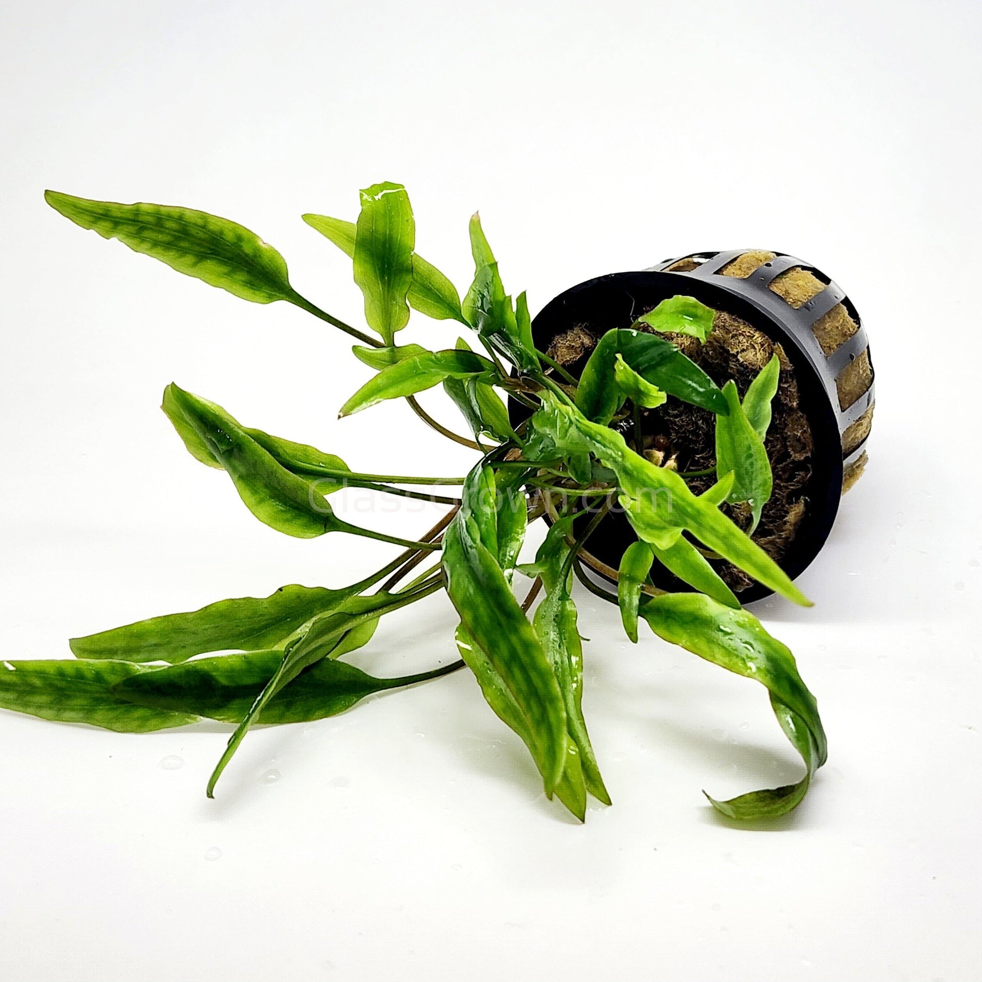 Potted Cryptocoryne Lutea