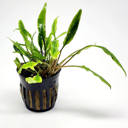 Potted Cryptocoryne Lutea