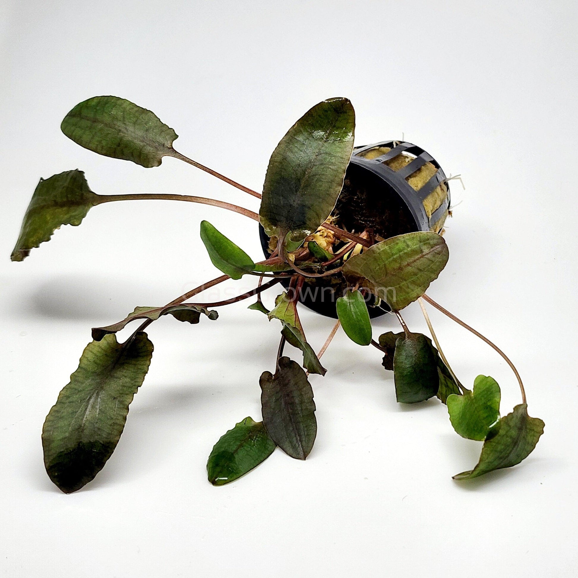 Potted Cryptocoryne Wendtii Tropica