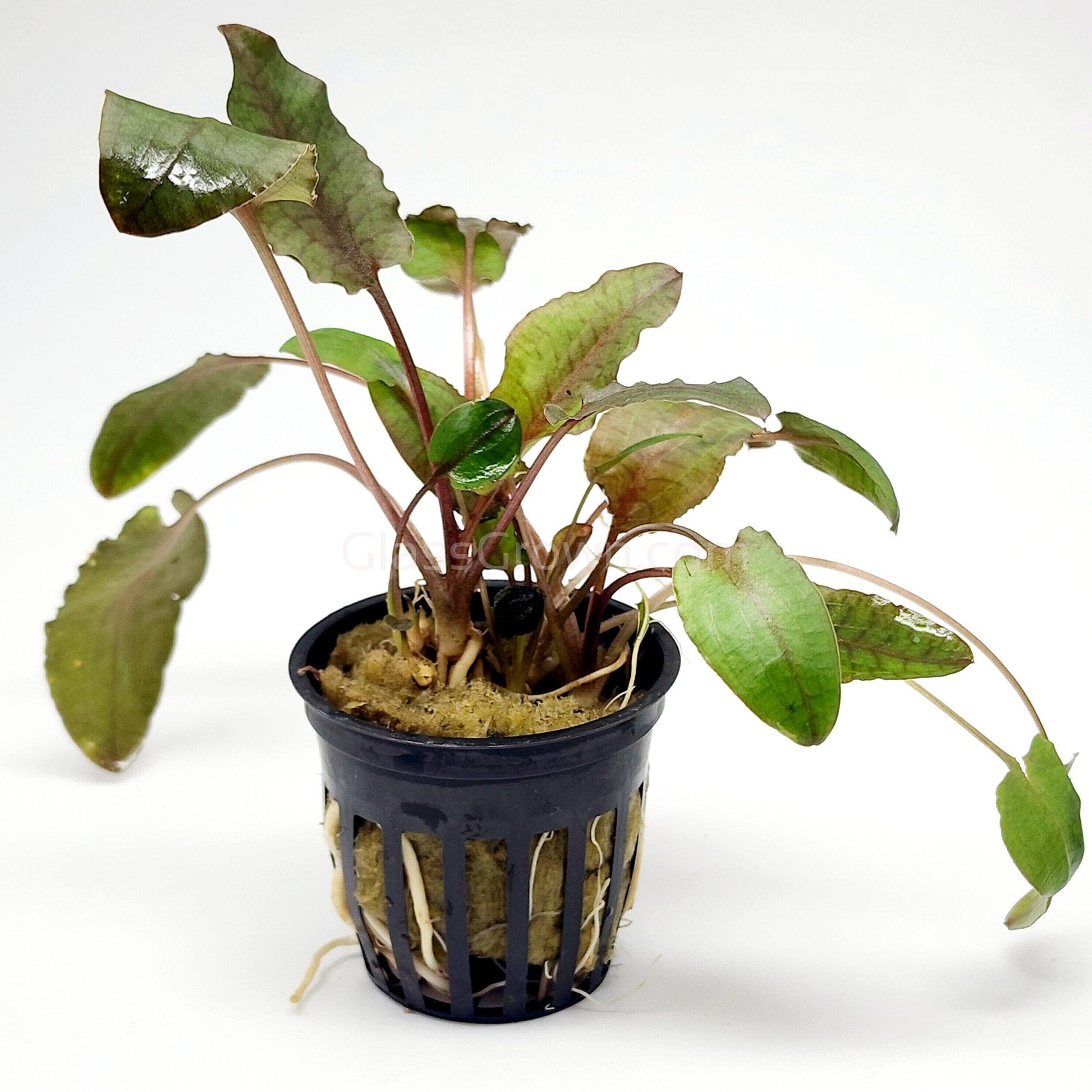 Potted Cryptocoryne Wendtii Tropica