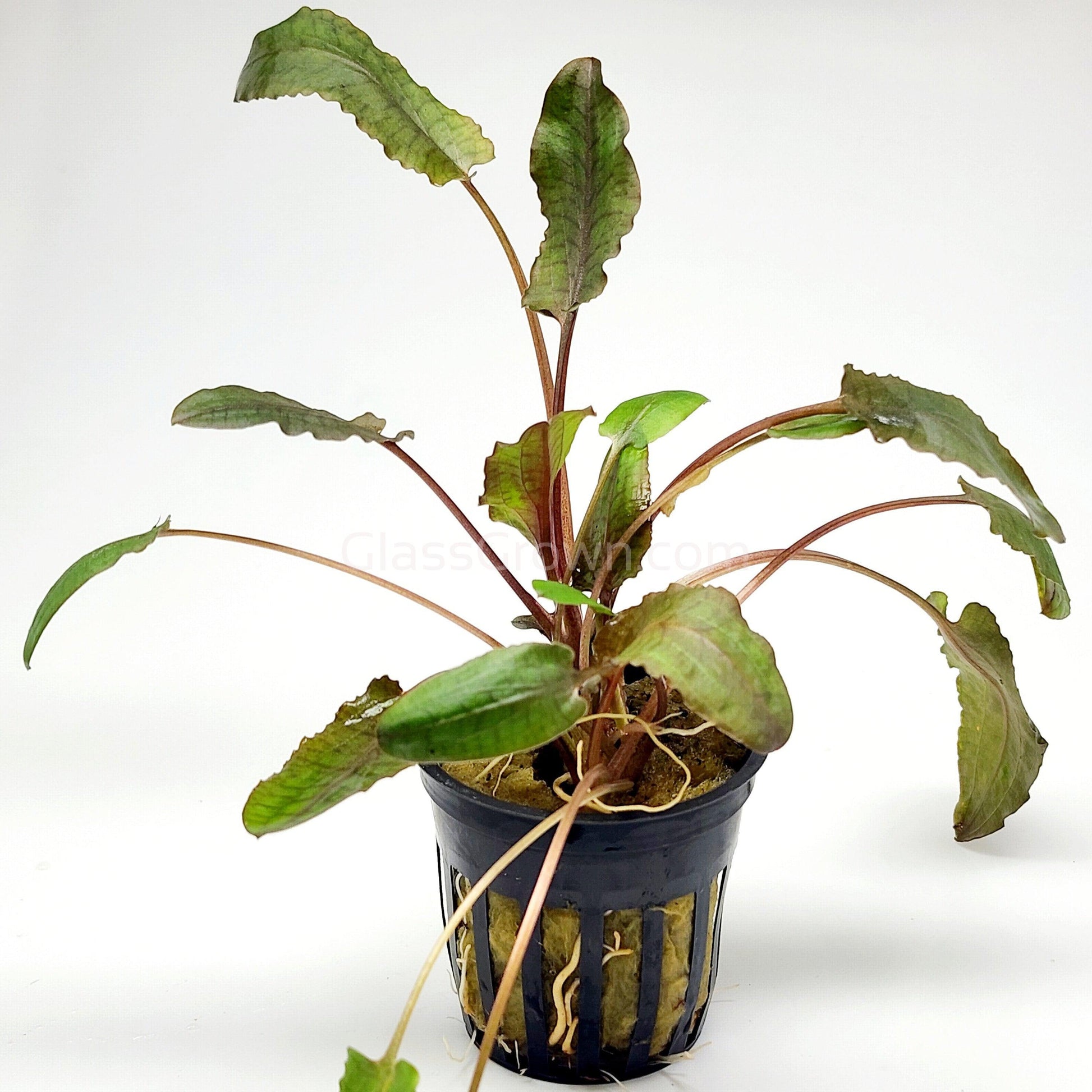 Potted Cryptocoryne Wendtii Tropica