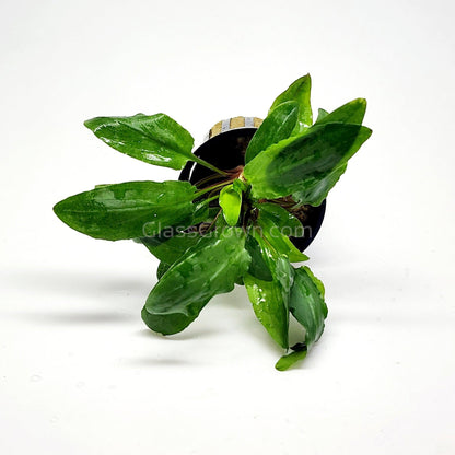 Potted Cryptocoryne Wendtii Green