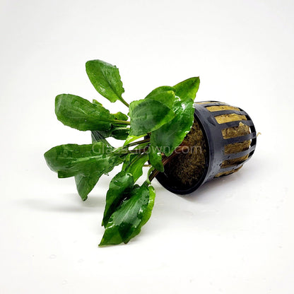 Potted Cryptocoryne Wendtii Green