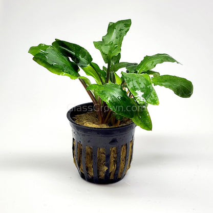 Potted Cryptocoryne Wendtii Green