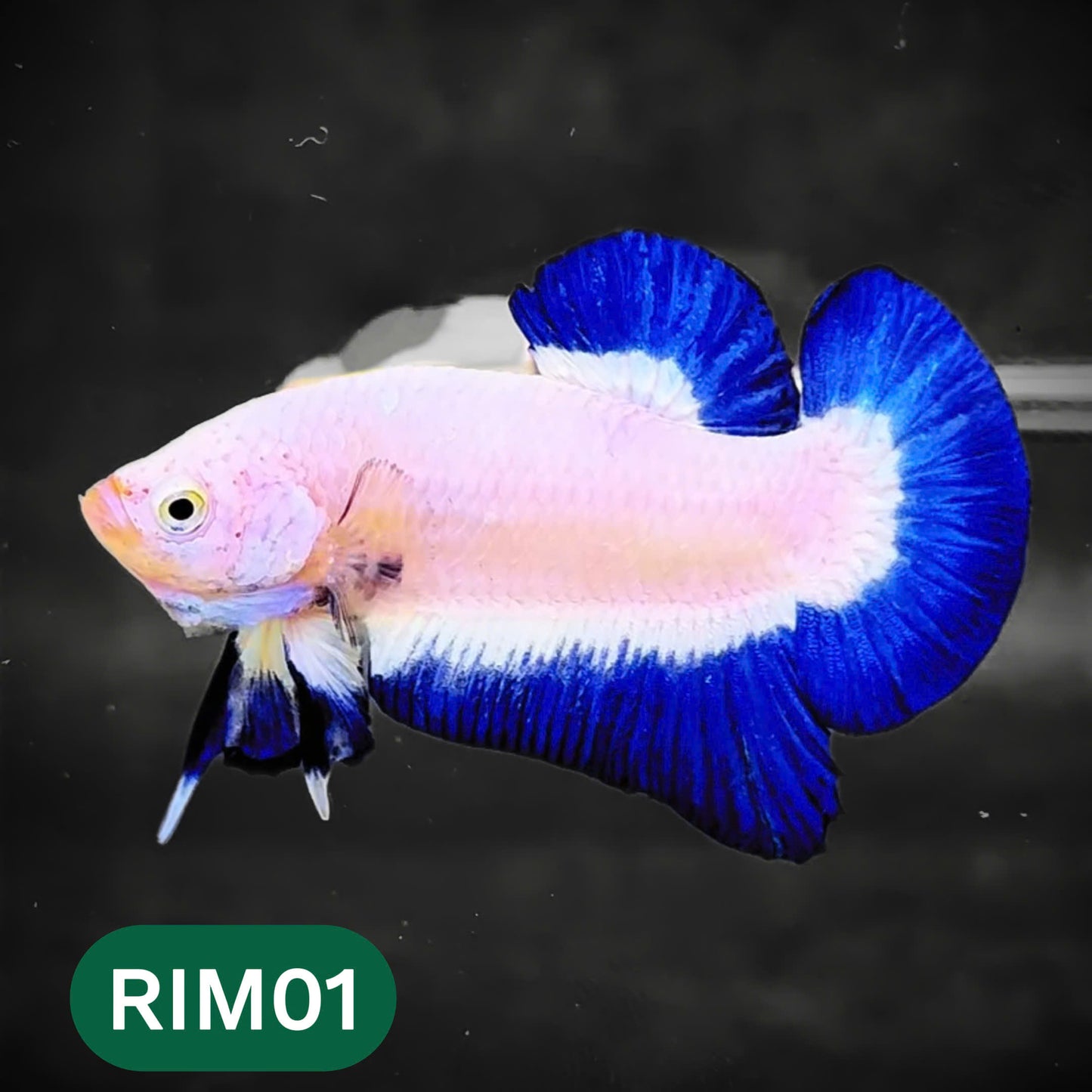 Marble Rim Plakat Male Betta Fish | You Pick Betta