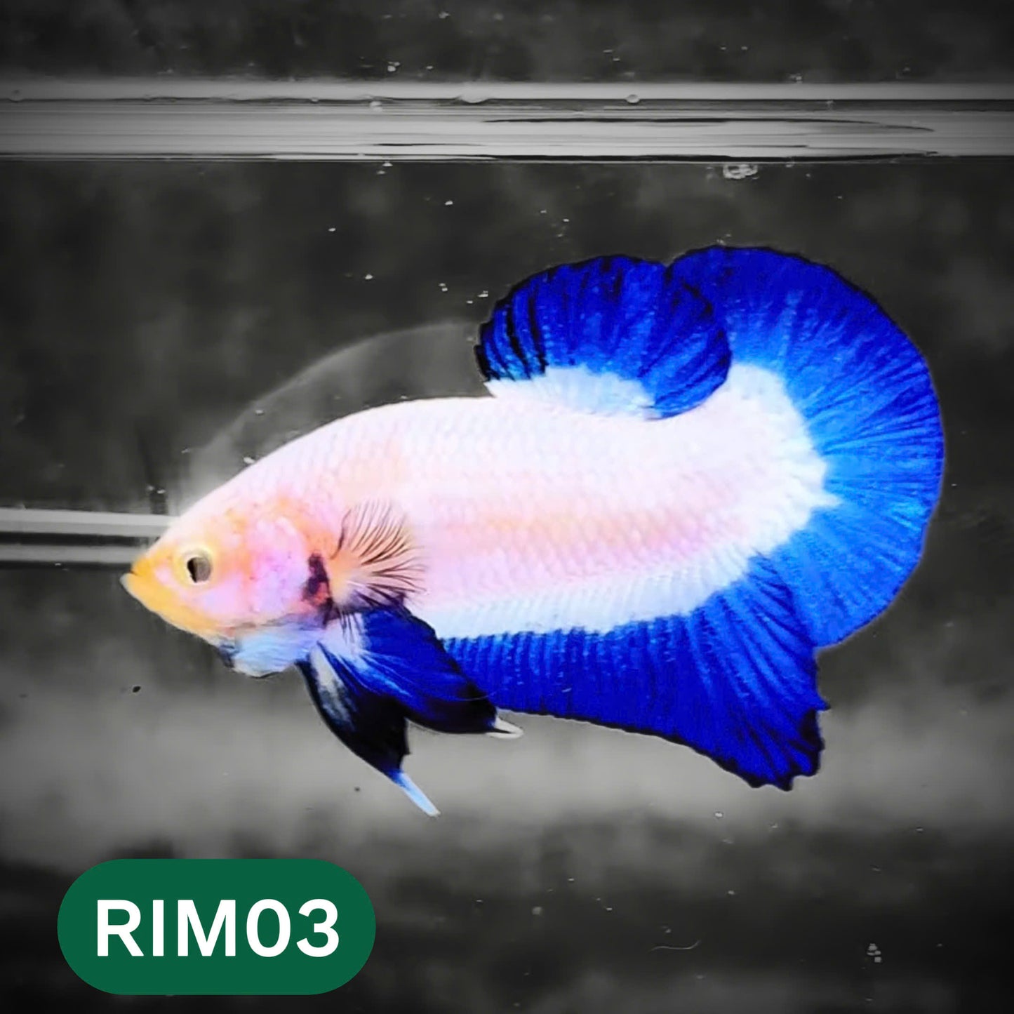 Marble Rim Plakat Male Betta Fish | You Pick Betta