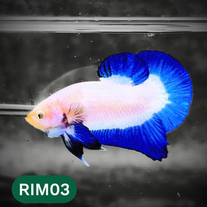 Marble Rim Plakat Male Betta Fish | You Pick Betta