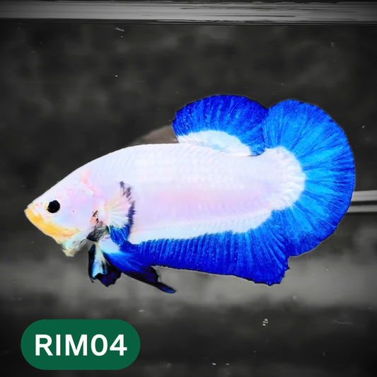 Marble Rim Plakat Male Betta Fish | You Pick Betta