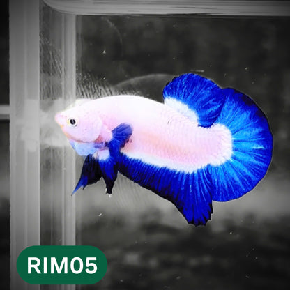 Marble Rim Plakat Male Betta Fish | You Pick Betta
