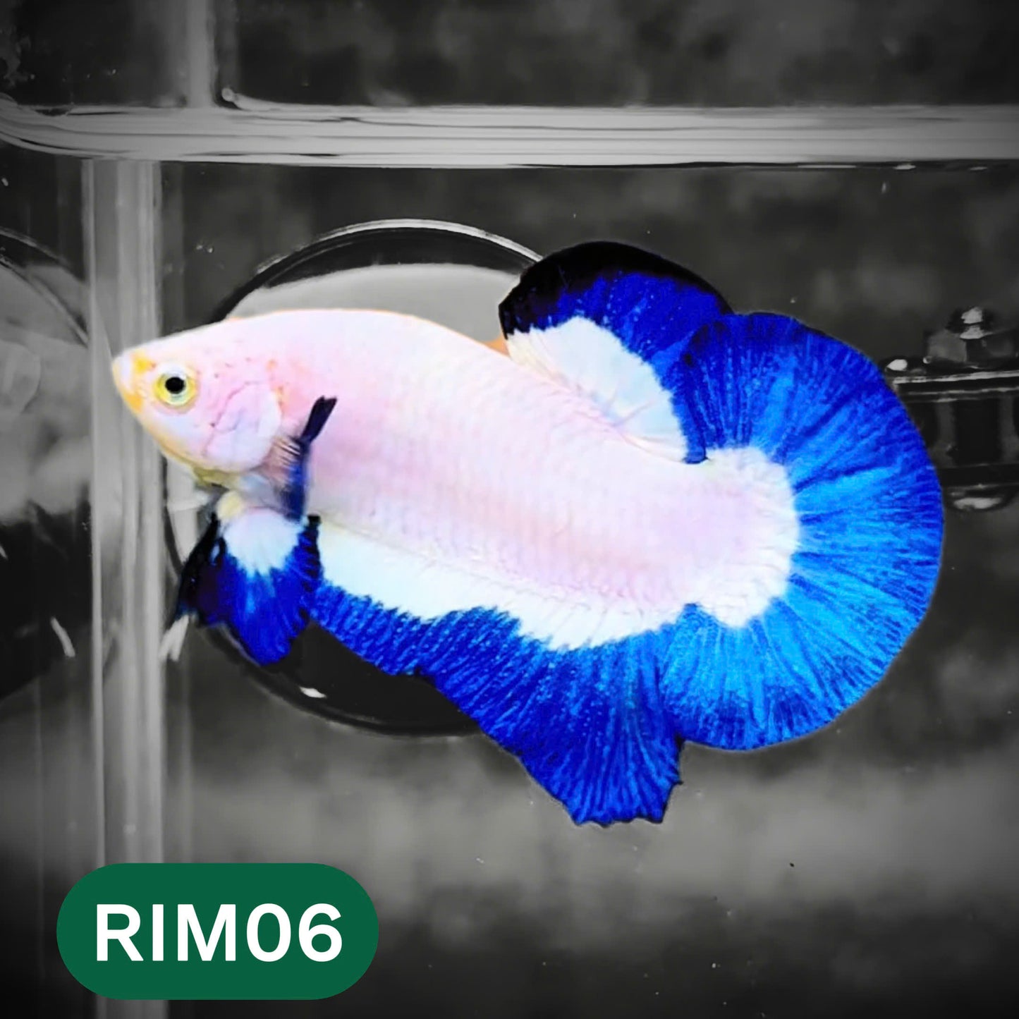 Marble Rim Plakat Male Betta Fish | You Pick Betta