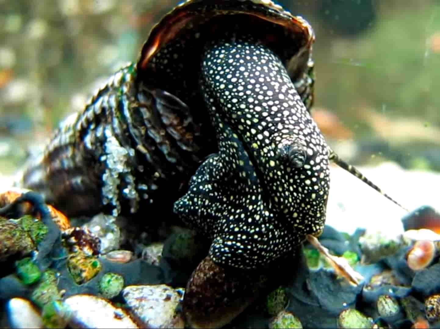 White Spotted Rabbit Snail