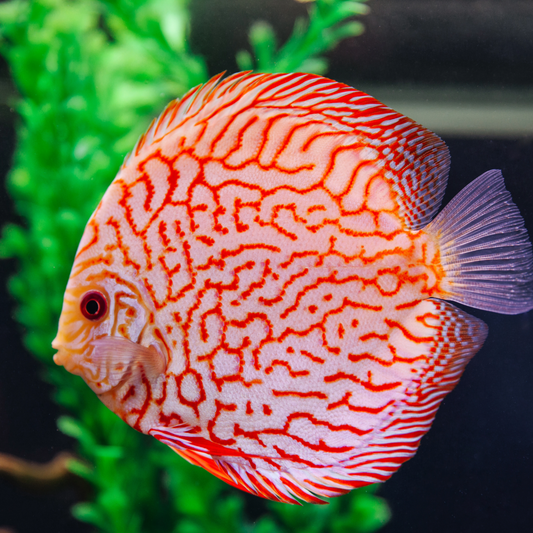 Red Pigeon Discus