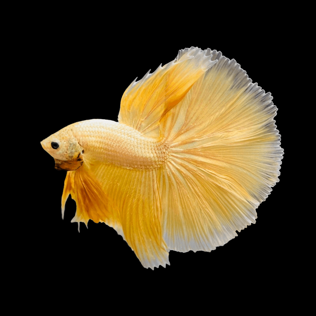 Super Gold Halfmoon Male Betta Fish