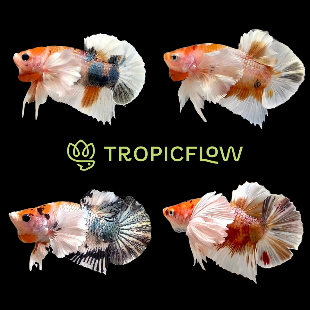 Shop Dumbo Male Bettas Fish: Word of Dumbo Fin – Tropicflow
