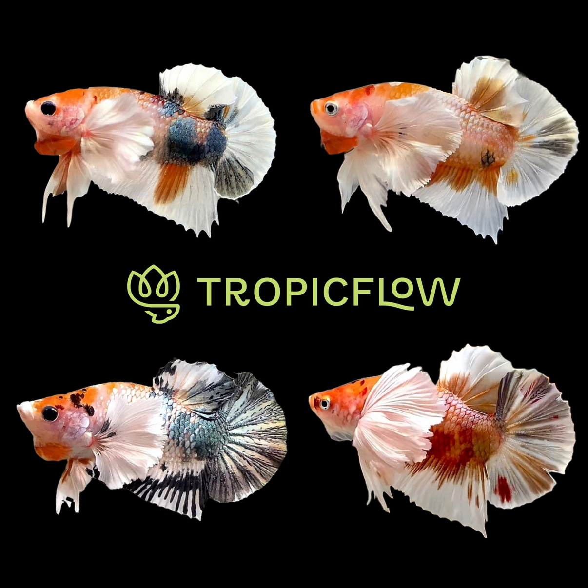 Dumbo Koi Plakat Male Betta Fish – Tropicflow