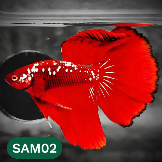 Red Samurai Halfmoon Male Betta Fish | You Pick Betta