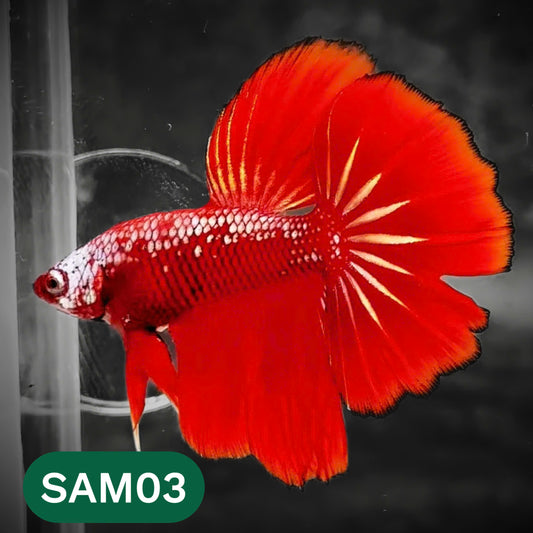 Red Samurai Halfmoon Male Betta Fish | You Pick Betta