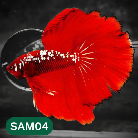 Red Samurai Halfmoon Male Betta Fish | You Pick Betta