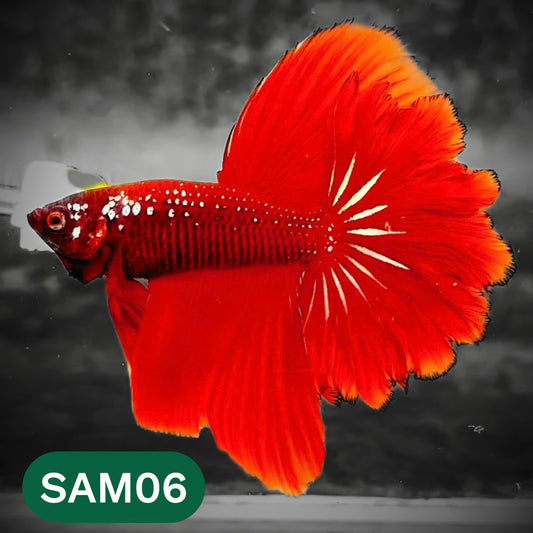 Red Samurai Halfmoon Male Betta Fish | You Pick Betta