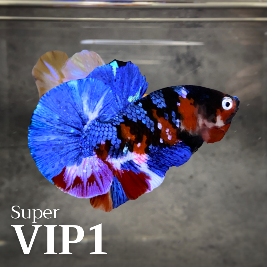 Multicolor Plakat Male Betta Fish |Show Grade|  You Pick Fish