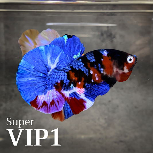 Multicolor Plakat Male Betta Fish |Show Grade|  You Pick Fish