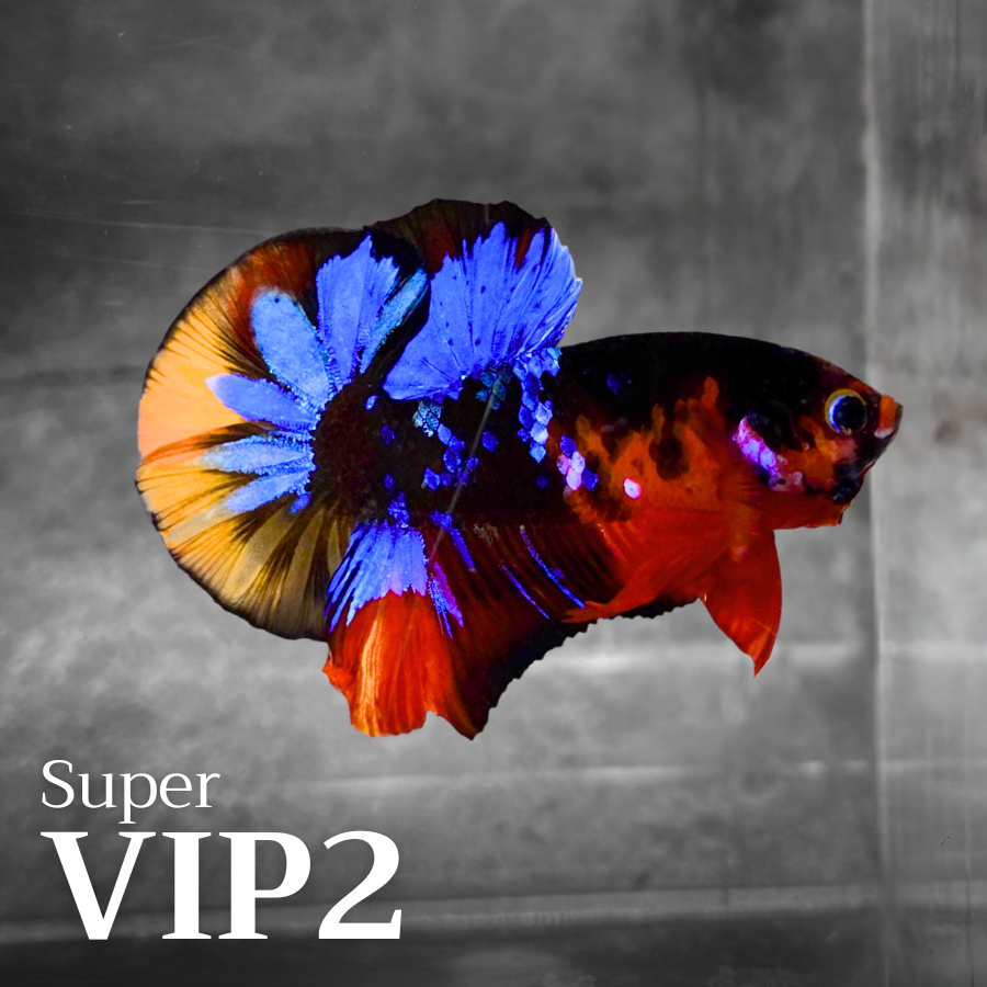 Multicolor Plakat Male Betta Fish |Show Grade|  You Pick Fish