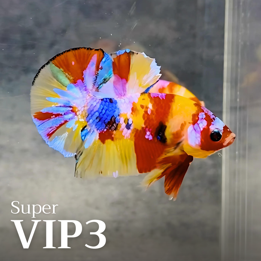 Multicolor Plakat Male Betta Fish |Show Grade|  You Pick Fish