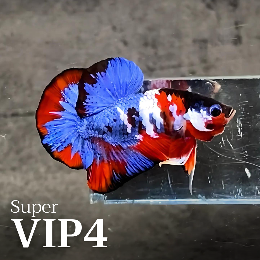 Multicolor Plakat Male Betta Fish |Show Grade|  You Pick Fish