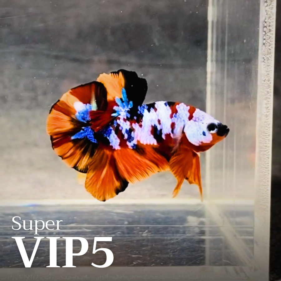 Multicolor Plakat Male Betta Fish |Show Grade|  You Pick Fish