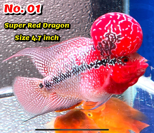 Super Red Dragon Flowerhorn Cichlid | High Grade | You Pick Fish