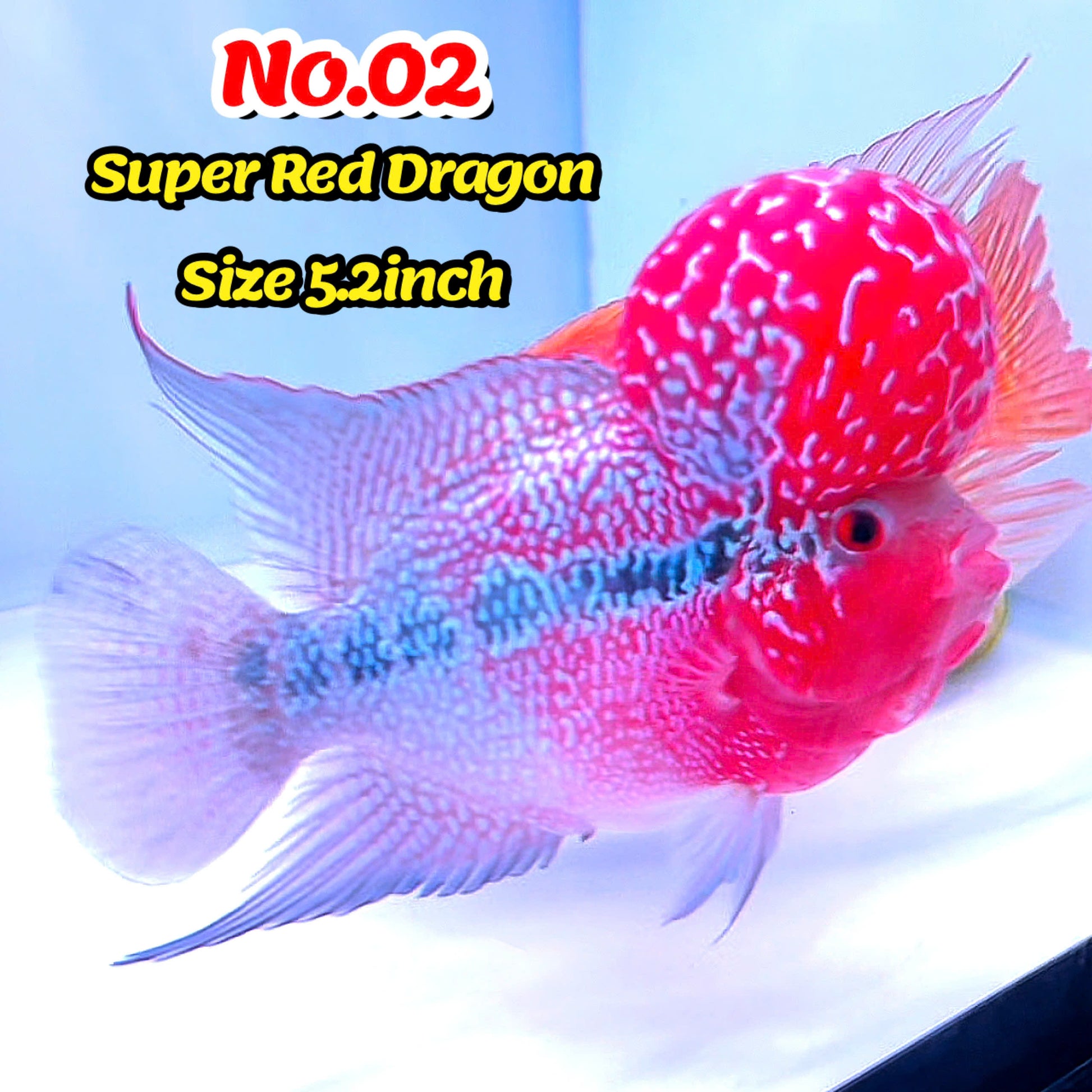 Super Red Dragon Flowerhorn Cichlid | High Grade | You Pick Fish