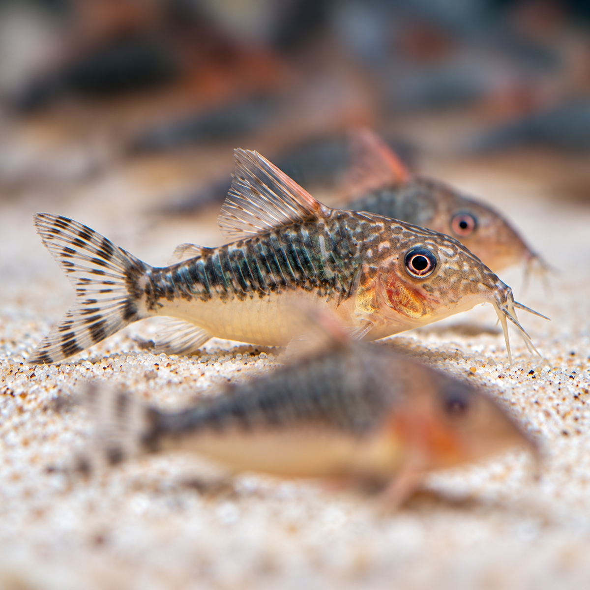 Seuss' Cory Catfish – Corydoras seussi