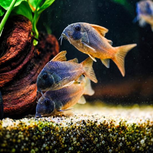 Slate Cory Catfish – Corydoras Concolor