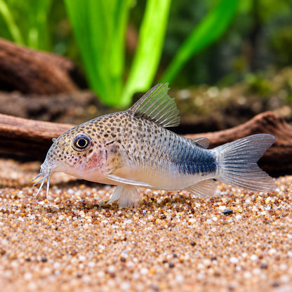 Smudge Spot Cory Catfish – Corydoras Similis