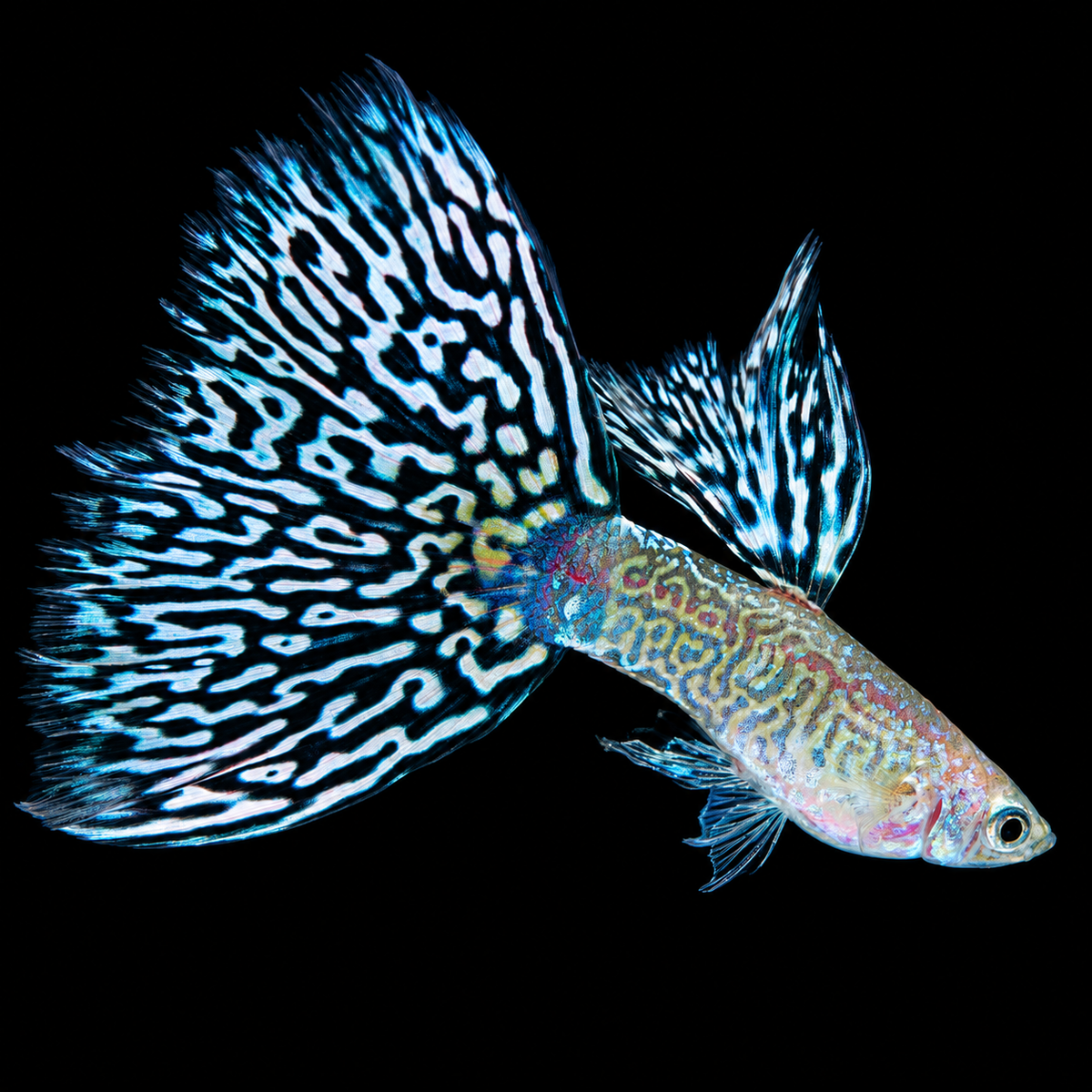 Snakeskin Mosaic Fancy Guppy Fish