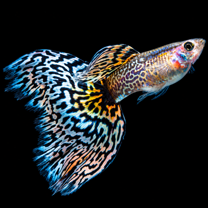 Snakeskin Mosaic Fancy Guppy Fish